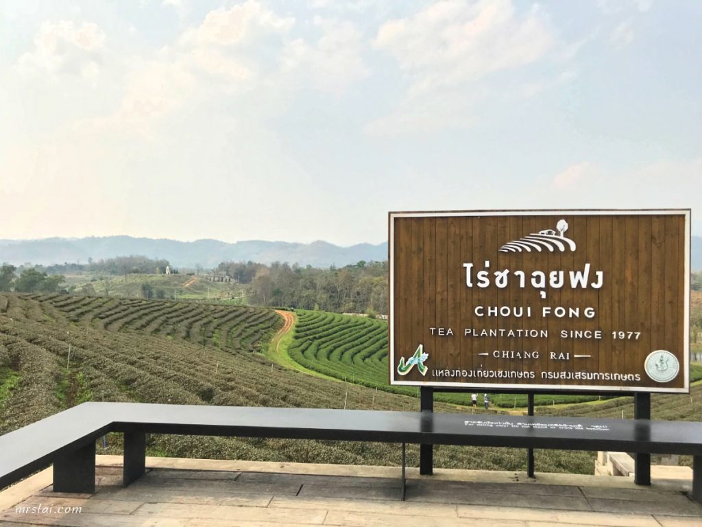 tea plantation