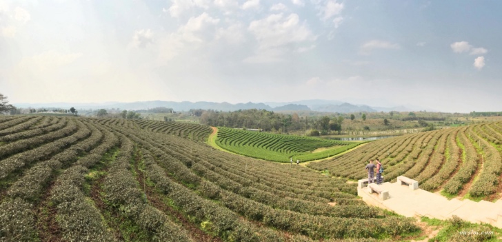 tea plantation