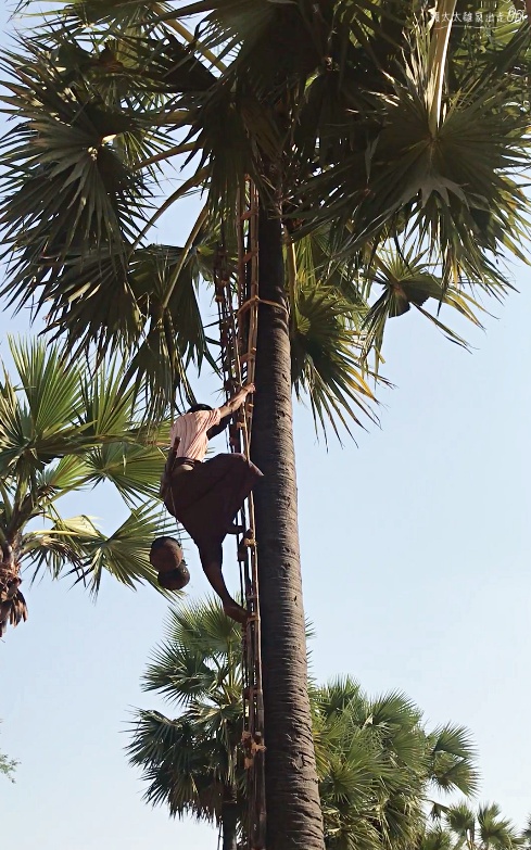棕櫚樹 Palm Tree