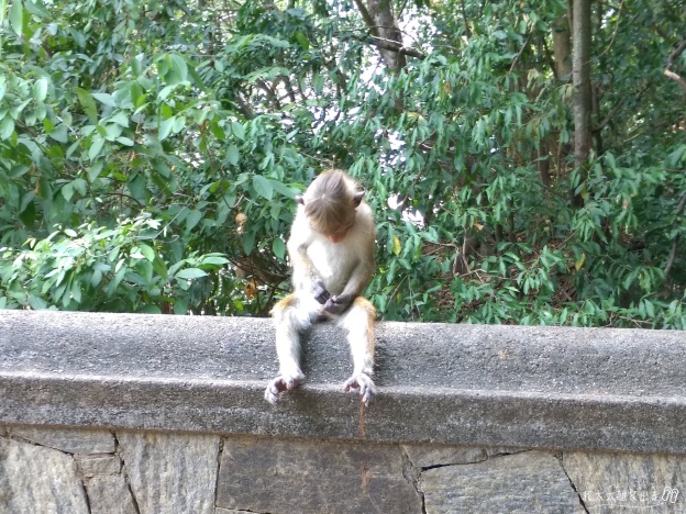 dambulla