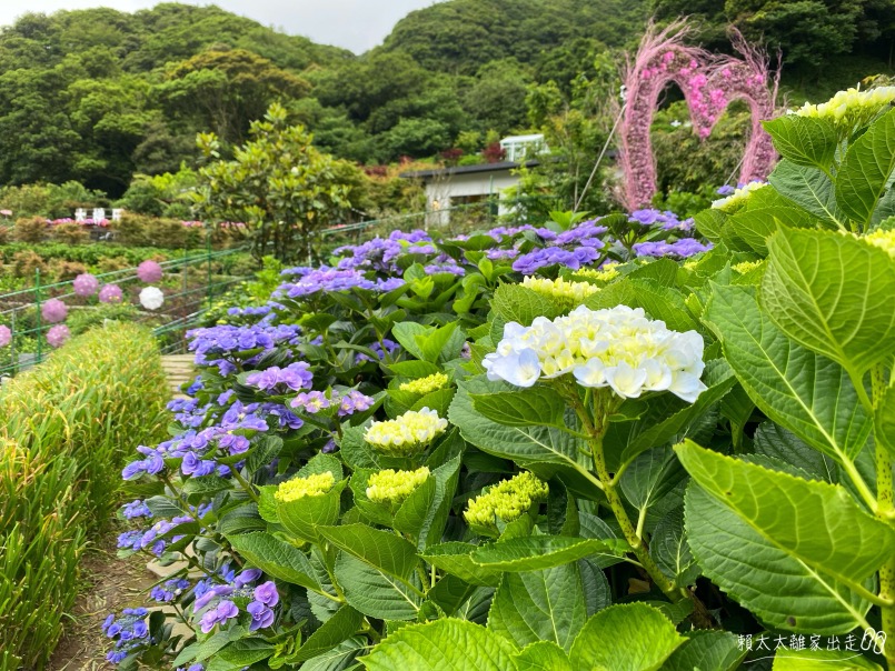曹家花田香
