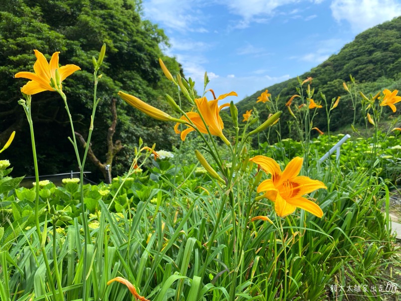 曹家花田香